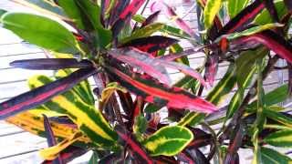 Croton  Codiaeum HD 02 [upl. by Derward292]