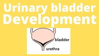 Urinary bladder embryology urinary bladder development Trigone of bladder urogenital sinus [upl. by Nedyaj]