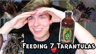 Tarantula Feeding Hot Sauce Challenge feeding all of my tarantulas [upl. by Cannice]