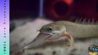 Senegal bichir eating full Anchovies 🐟  dinosaur bichir eating anchovies  fantastic [upl. by Spaulding]