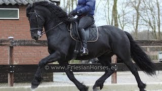 Friesian Horse Baroque dressage and driving stallion [upl. by Marnia]