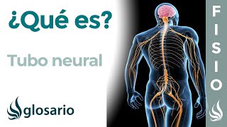 TUBO NEURAL  Qué es cómo se forma y defectos neuronales [upl. by Erasme]