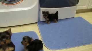 10 week old yorkie puppies from MIRACLE YORKIES [upl. by Alan]