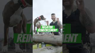 Learn the BENEFITS of negative reinforcement ✅ dogtraining offleashdogtraining dogs [upl. by Ocirederf]