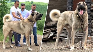 KARADENİZİN DEV TÜRK ASLANLARI YİNE ÇOK GERGİNLER  EFSANE ANADOLU ÇOBAN KÖPEĞİ  KANGAL KÖY EVİ [upl. by Anahsirk]