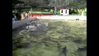 Malaysian Mahseer Farming In Concrete Pond Ternakan Ikan Kelah Dalam Kolam Batu [upl. by Dayir]