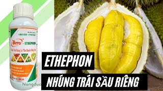 Thuốc nhúng chín trái Sầu riêng ETHEPHON có độc hại hay không NÊN DÙNG LOẠI NÀO AN TOÀN [upl. by Occir]