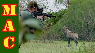 Nilgai Hunt in South Texas with FLIR Warning Kill Shot Shown [upl. by Ragde]