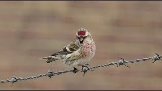 Common Redpoll  Acanthis flammea  Grote barmsijs  Arnhem  the Netherlands  February 2018 [upl. by Egag]