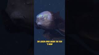 Barreleye Fish  RARE FOOTAGE UNVEILED amazing [upl. by Nemajneb]