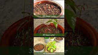 How To Grow Rambutan Plants From Seeds  Day 1  42 [upl. by Reichert954]