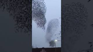 Murmuration of Starlings [upl. by Nnyllatsyrc331]