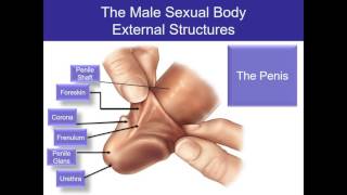 Human Sexuality Ch 2 Male sexual anatomy [upl. by Robma]