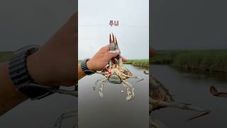 Male Vs Female Blue Crab Identification [upl. by Anieral519]