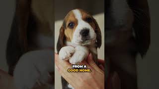 Select the Best Beagle Puppy from the Litter beagle beaglepuppy beagles [upl. by Troxell]