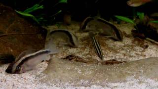 Corydoras arcuatus [upl. by Marion]