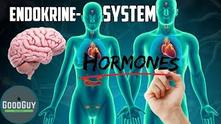 Hormonhaushalt das Endokrine SystemHormone Nebennieren Pankreas Schilddrüse Thymusdrüse Zirbeldrüse [upl. by Selda183]