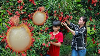 Extreme sweet Red Rambutan  Harvest fruitful rambutan in my homeland  Juicy rambutan eat cream [upl. by Holmun497]