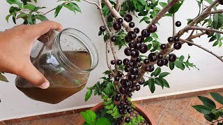 Este adubo vale ouro para jabuticaba frutificar muito [upl. by Lurlene]