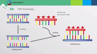 Fluorescent In Situ Hybridization FISH Assay [upl. by Lan437]