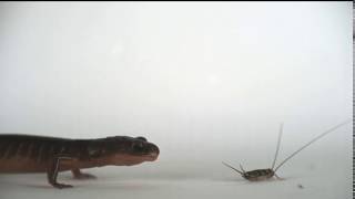 Ensatina eschscholtzii using ballistic tongue projection on a cricket [upl. by Grace]