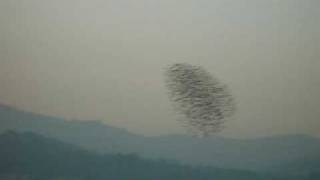 Falcon Attack Peregrine Divebombs Flock of Starlings [upl. by Leciram98]