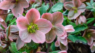 17 Different Type of Hellebore Flower Varieties [upl. by Ludmilla]