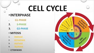 CELL CYCLE INTERPHASE mitosis CYTOKINESIS [upl. by Anuaik]