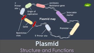 Plasmid Animation  Genetic Engineering  Basic Science Series [upl. by Sredna]