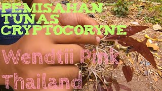 Budidaya Tanaman Aquascape Cryptocoryne Wendtii Pink Thailand [upl. by Nessi862]