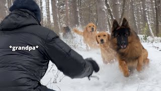 Emotional Dog Reunion with Grandparents After Months Apart Happiest Dogs Ever [upl. by Atteuqcaj]