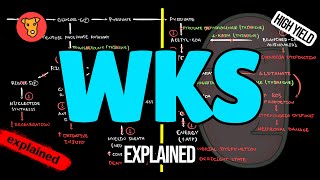 WERNICKEKORSAKOFF SYNDROME Pathogenesis Clinical symptoms Treatment [upl. by Wald606]