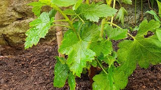 Jostaberry the perfect Blackcurrant and Gooseberry combination Planting and propagating [upl. by Rysler]