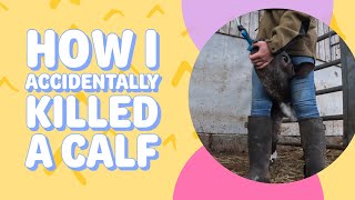 Tubing a calf explained with demo [upl. by Nehttam]