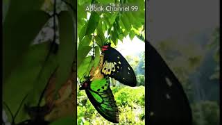 Ornithoptera priamus  common green birdwing BIRDWING BUTTERFLY [upl. by Honora]