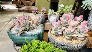 Succulent garden 6523 [upl. by Schild]