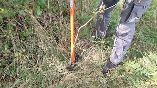 Extracting of Ailanthus altissima ZavodTerraRossa [upl. by Eicak907]