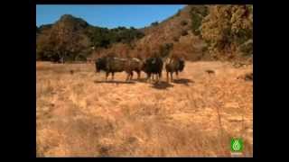 Lobos gigantes documental quotESPAÑOLquot 1ra parte [upl. by Llertal]