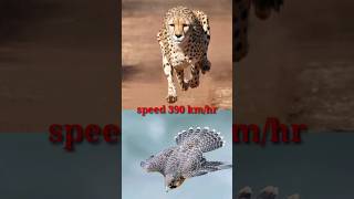 Peregrine Falcon vs Cheetah🤔🤯wildlife short [upl. by Aseefan281]