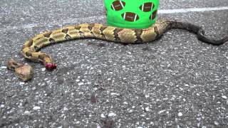 Headless Rattlesnake attacks Wait for it [upl. by Bbor138]