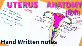 Uterus  Anatomy  In Hindi  Ishwar Didel [upl. by Ecirum]