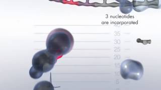 The Pyrosequencing Reaction Cascade System [upl. by Namya]