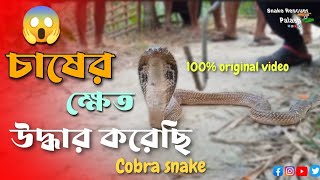 বিশাল এক ভয়ঙ্কর বড় আকারের Cobra Snake চাষের জমি থেকে উদ্ধার করা হয়েছে।।😱 [upl. by Birk]