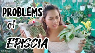 SOLUSYON sa PROBLEMA ng EPISCIA PLANTS [upl. by Htiel]