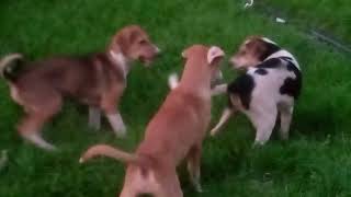 CAN you Watch This Funniest Fun Of Dogs Before  🐕 Best Funny Videos Compilation Of The Year 🤣🤪🐕 [upl. by Hirz]