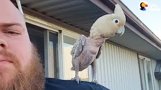 Cockatoo Loves To Dance With Dad  The Dodo [upl. by Parshall]