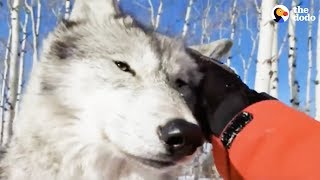 LIVE Wolf Dog Training at Yamnuska Wolfdog Sanctuary  The Dodo Live [upl. by Eadwina822]