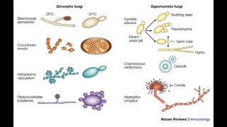 General mycology and medically important fungi [upl. by Araccat]