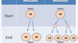 Mitosis vs Meiosis [upl. by Yehsa70]