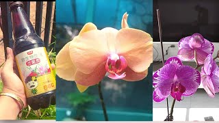 How to Fertilize Orchid Plant in Hindi Organic Fertilizer for Plant PhalaenopsisDendrobium Orchid [upl. by Dyanna]